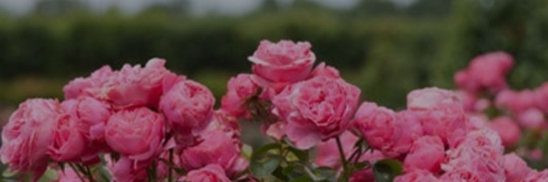 wida_mb's profile banner image