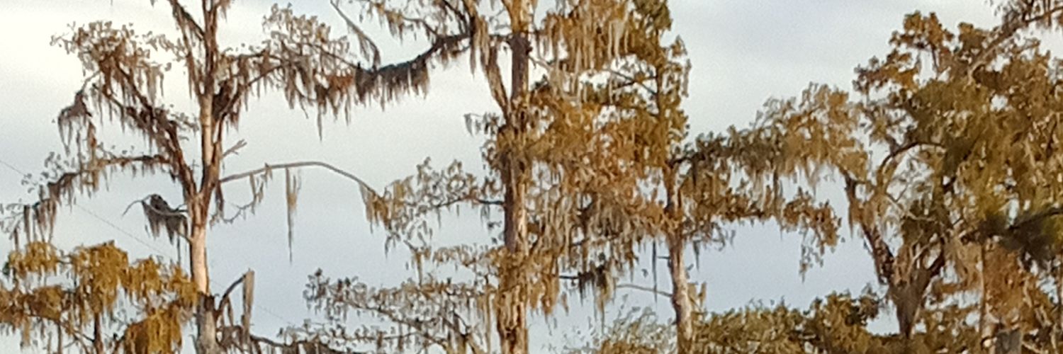 skate_trans's profile banner image
