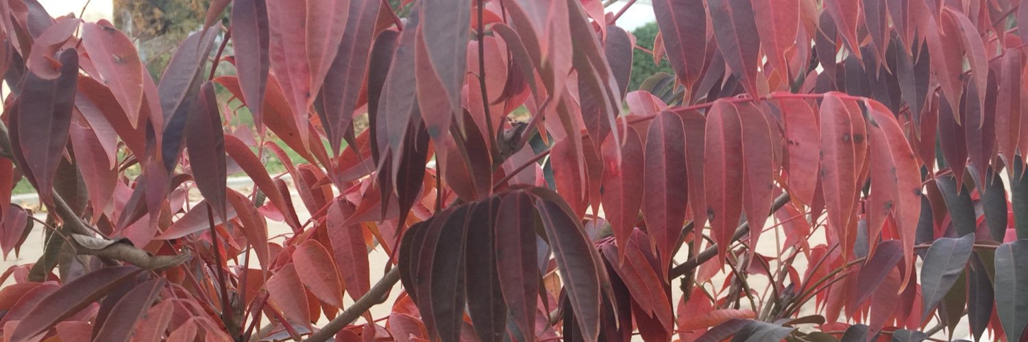 Silvia Castro banner
