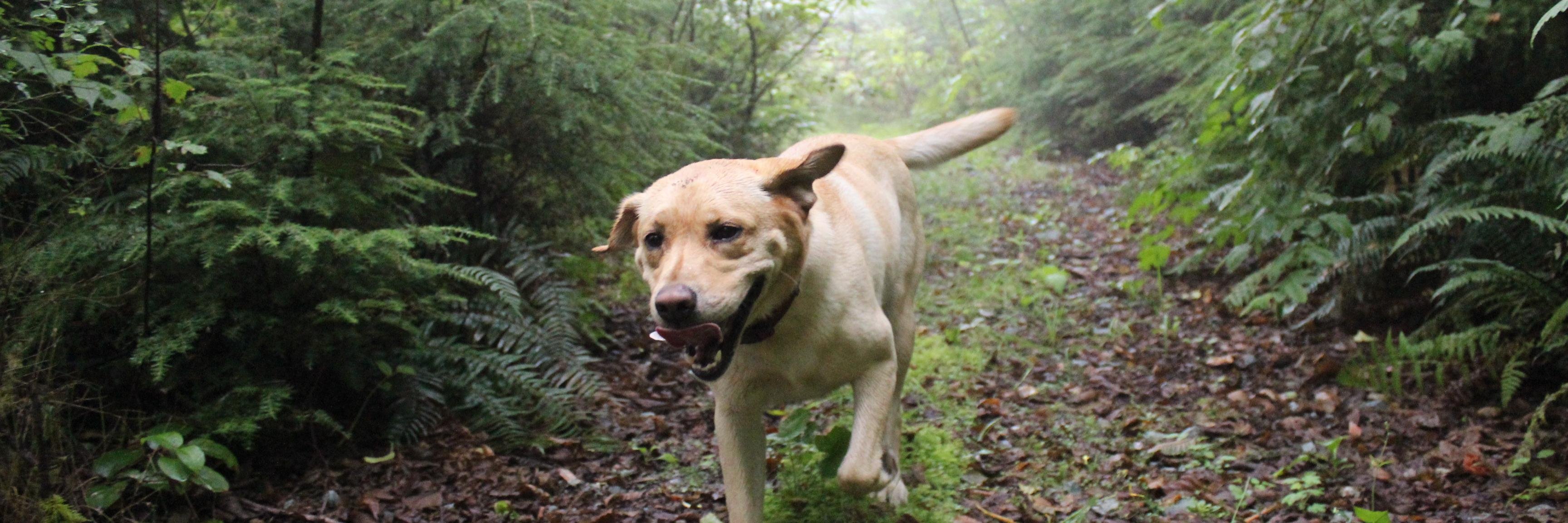 Outward_Hound's profile banner image