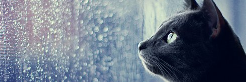 dew_miauw's profile banner image