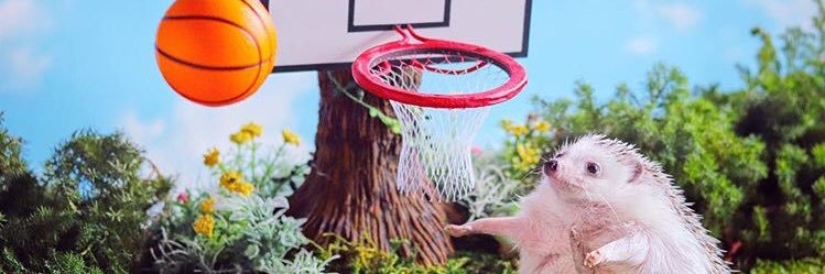 rdischy's profile banner image
