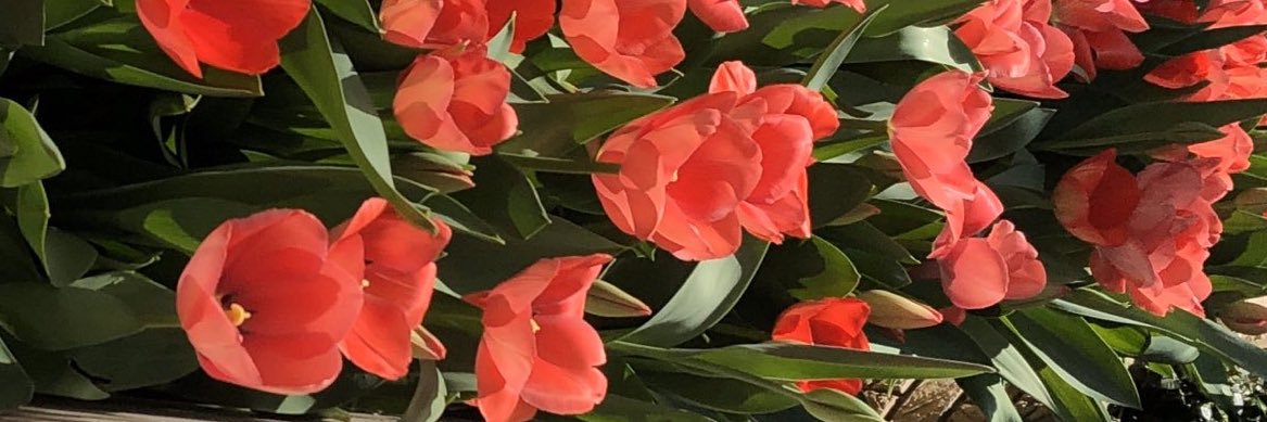 reannilabriel's profile banner image