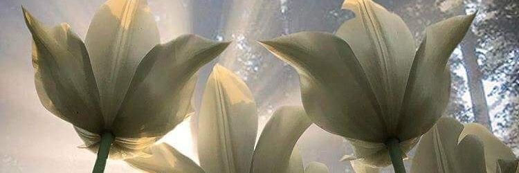 BasmaMed's profile banner image