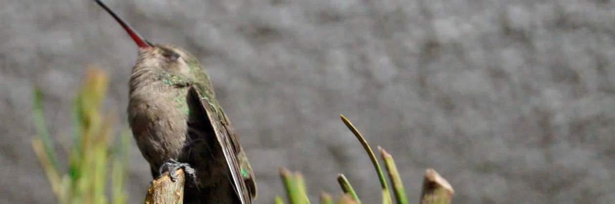 JanethSaucedaP's profile banner image