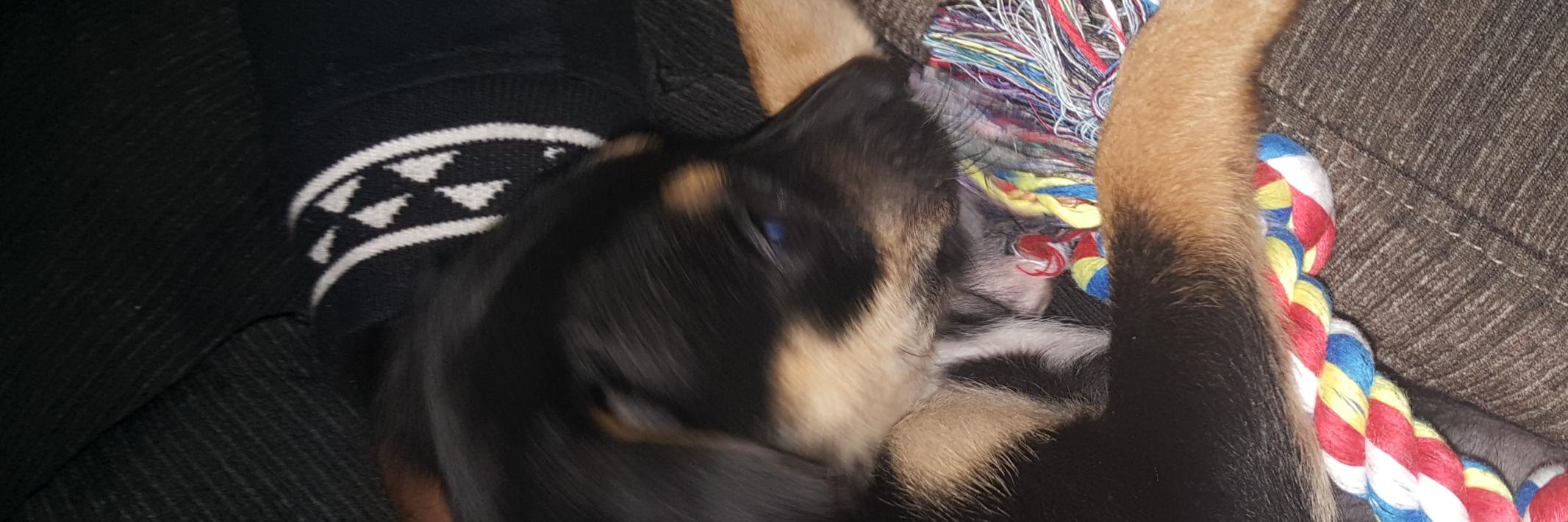 RoxerRuby's profile banner image