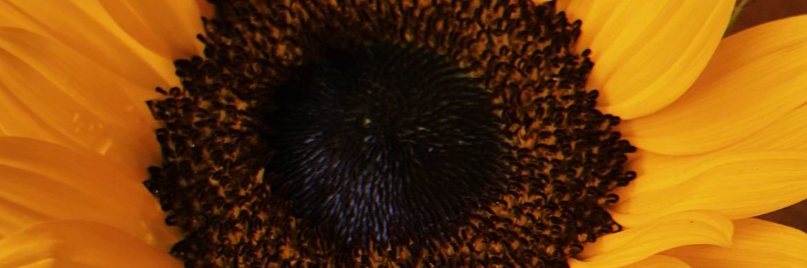 vanessavgl's profile banner image