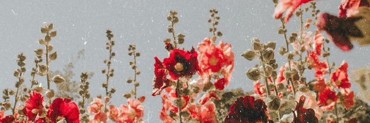 ashleyryfa's profile banner image