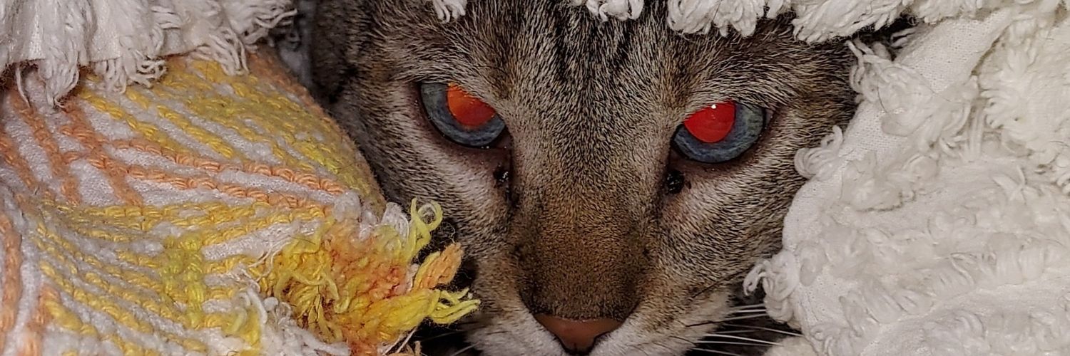 She's A. Witch banner