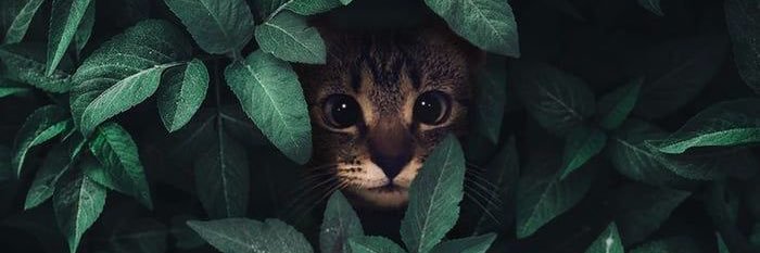 Indroy's profile banner image