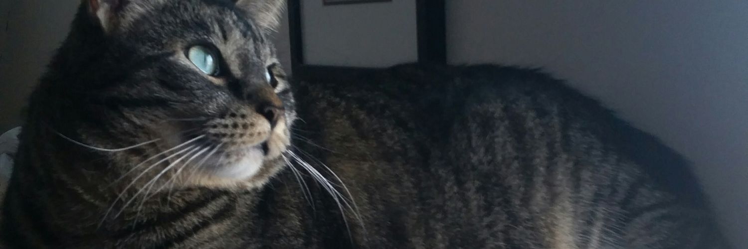 QTZeph's profile banner image
