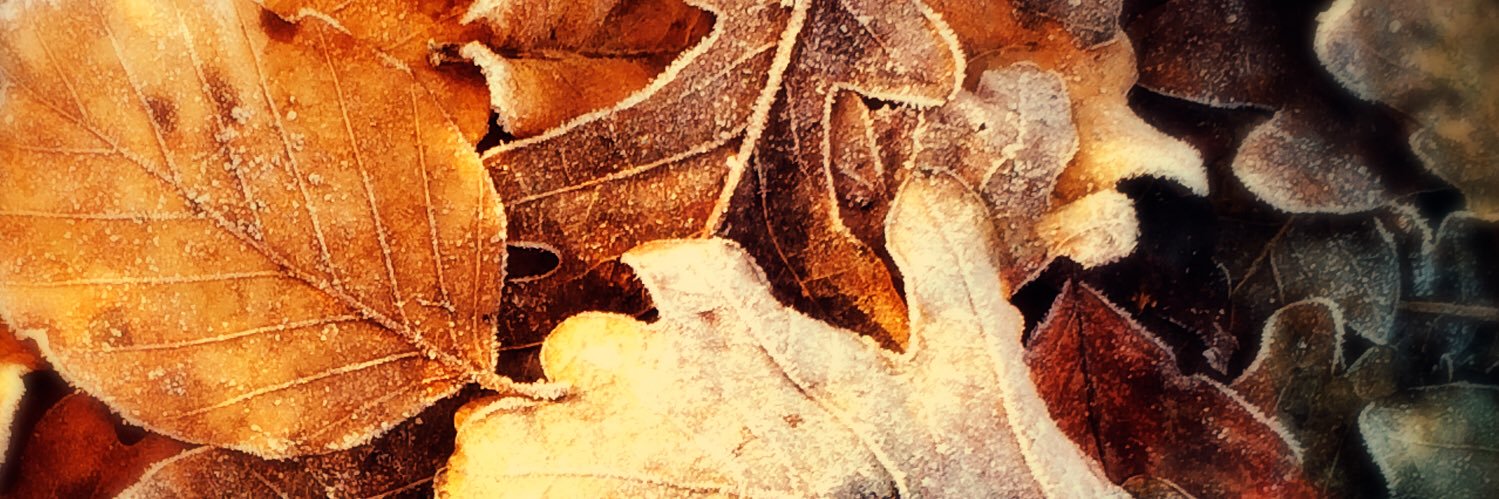 littlemocito's profile banner image