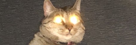 AleLibenson's profile banner image