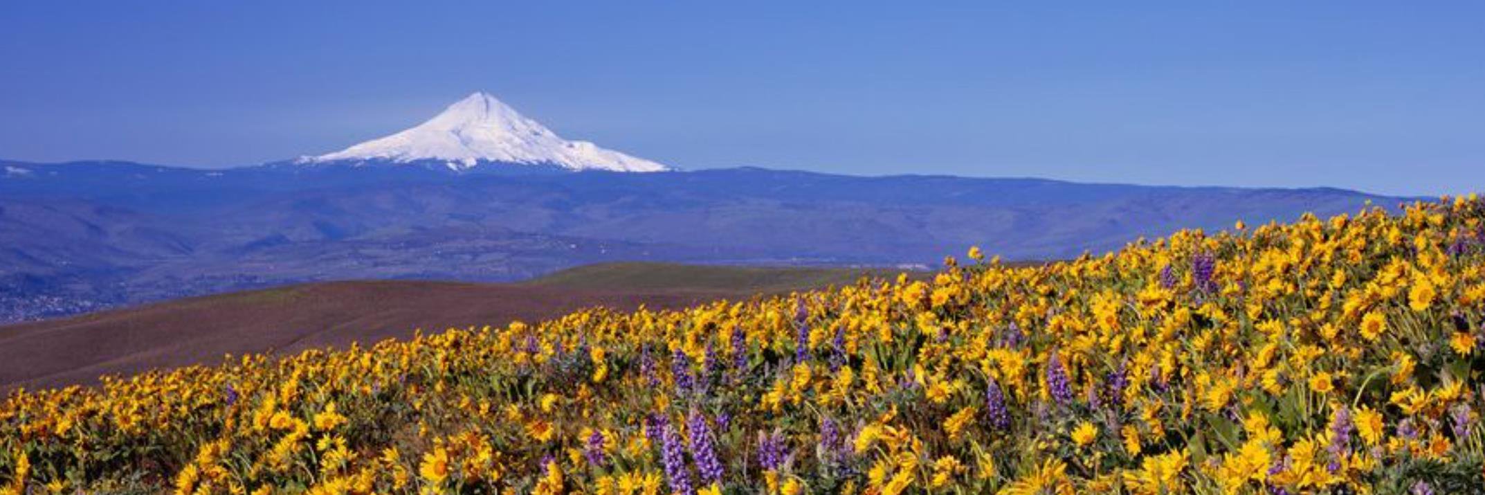 Chris Carvalho banner