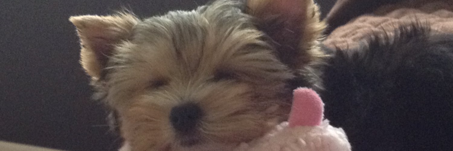 beevee2029's profile banner image