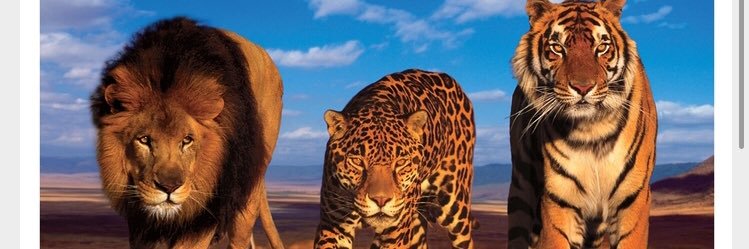 oohshecold's profile banner image