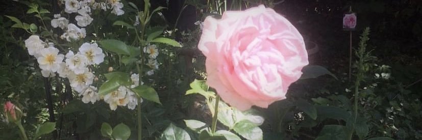 jillianrg0's profile banner image