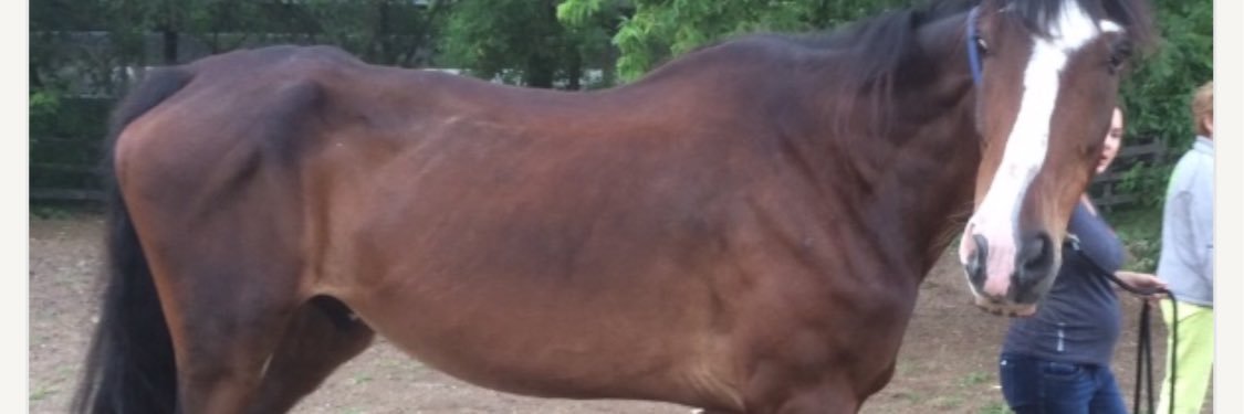 Honest Horsemanship banner