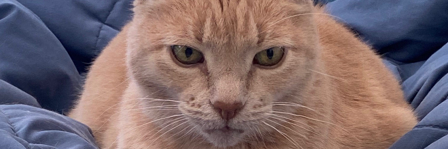 ashleethefall's profile banner image