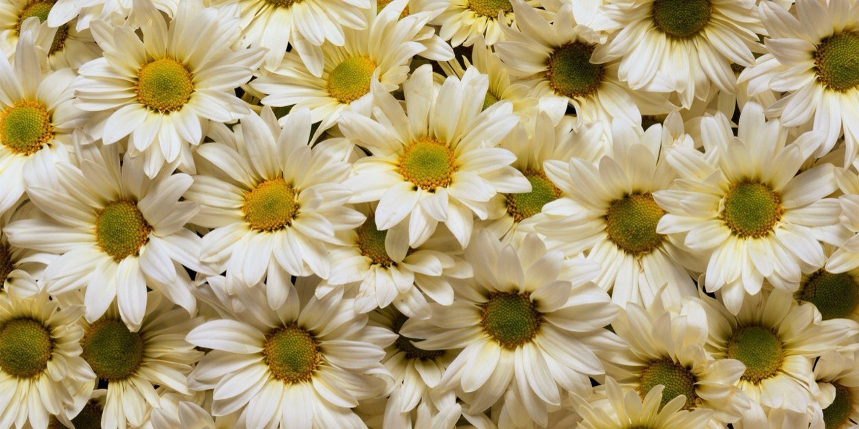 daisy_arias03's profile banner image
