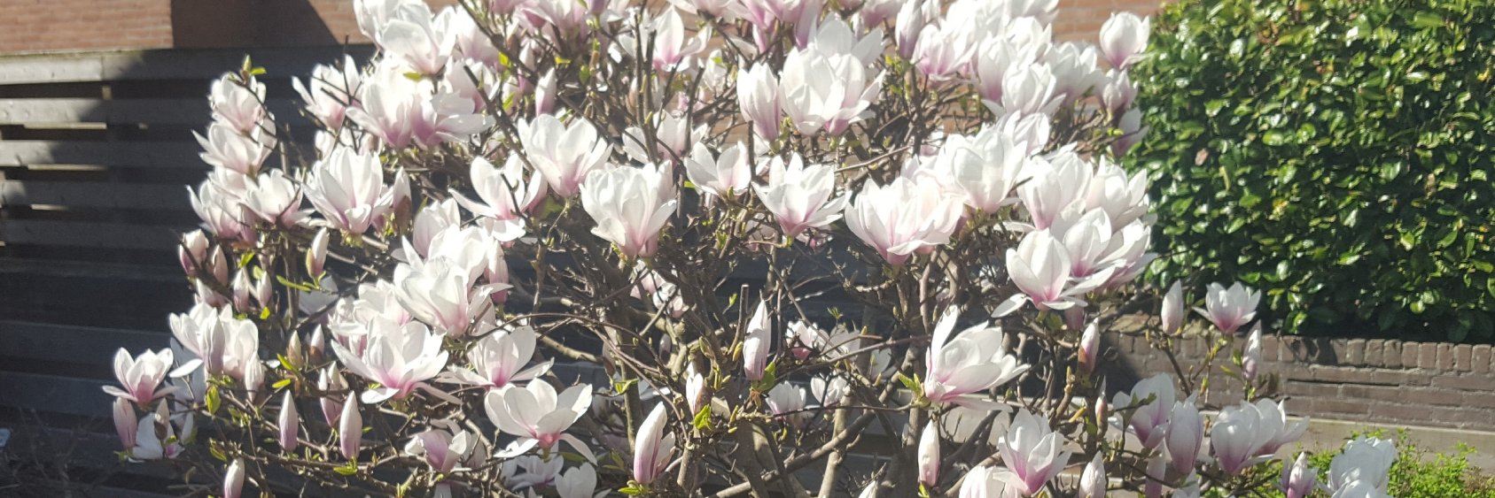 hermol's profile banner image