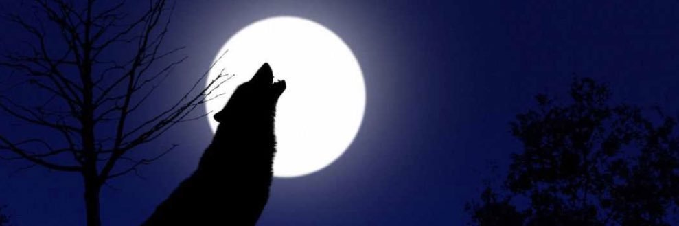 lollyminouche's profile banner image