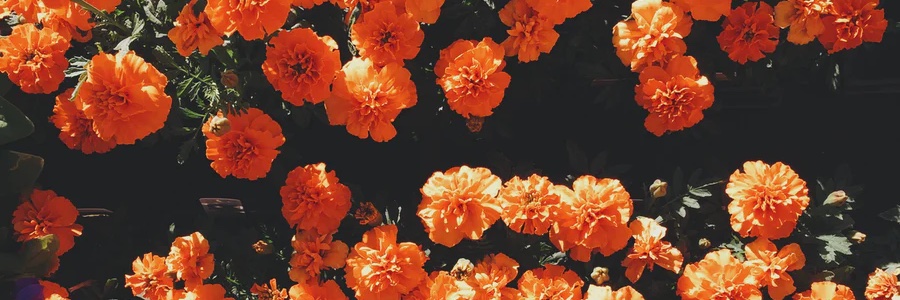 haleyhahn16's profile banner image