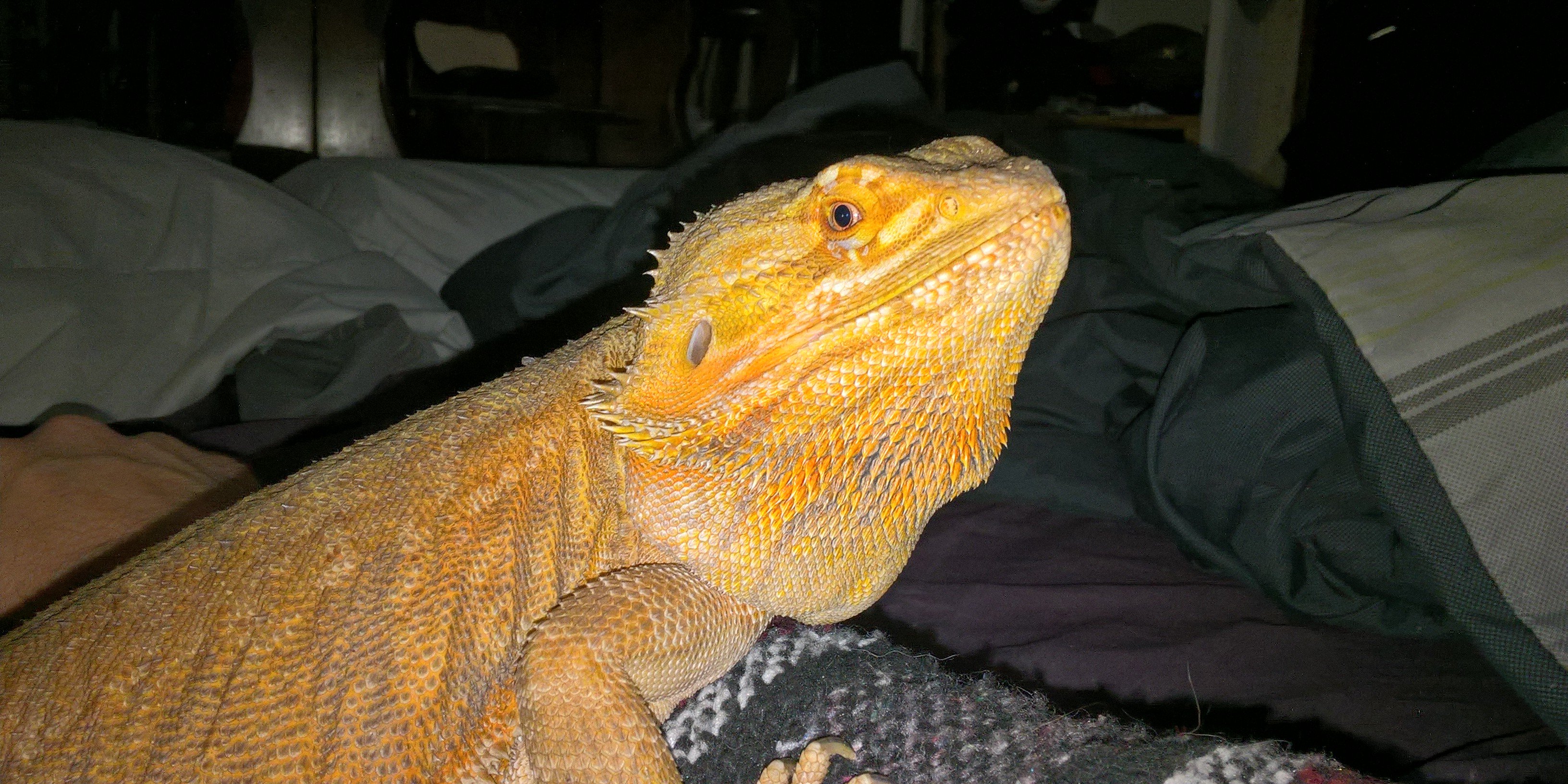 Richard Lockwitch banner