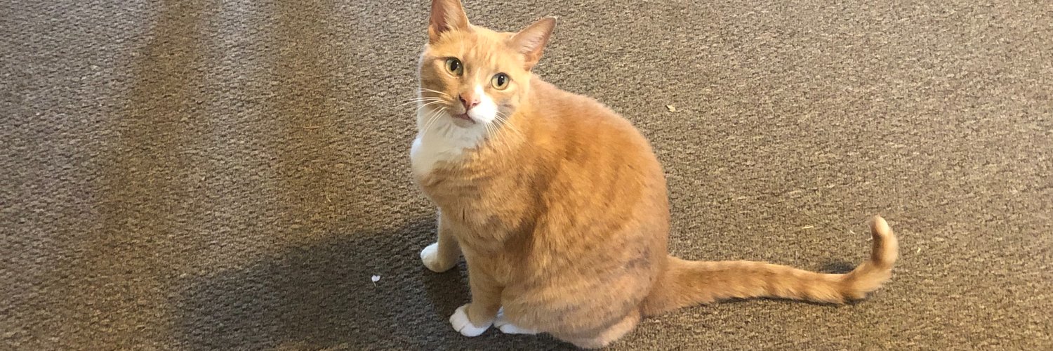 Connor McKinnon banner