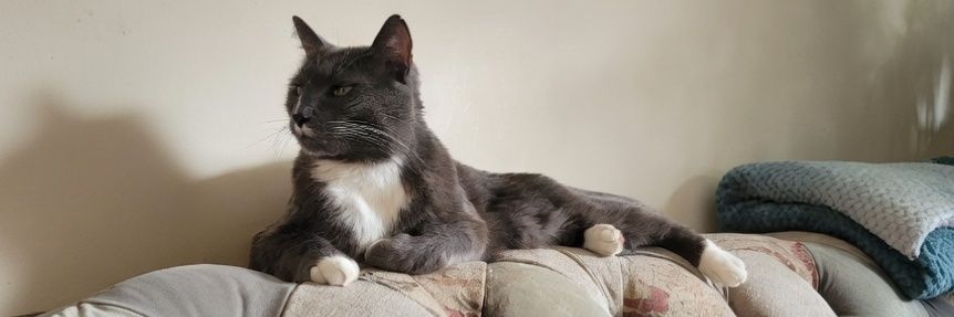 CollectrChris's profile banner image