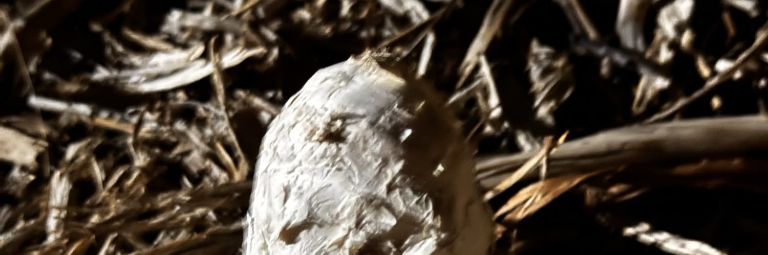 ShamsAlot's profile banner image