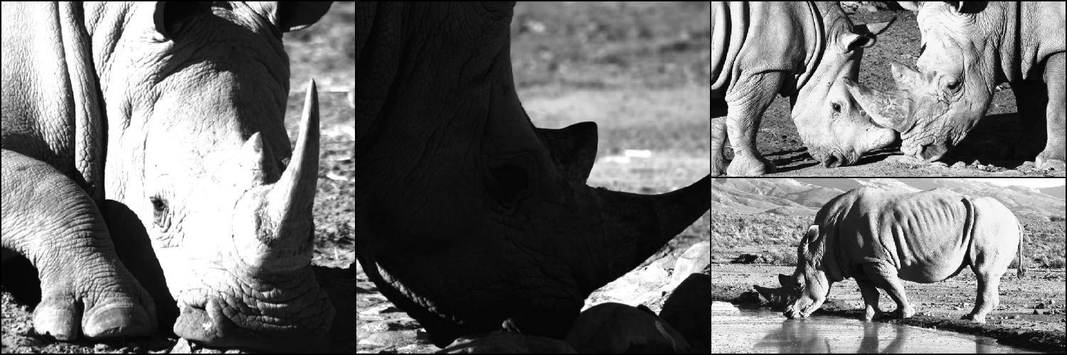 rhinoprotect's profile banner image