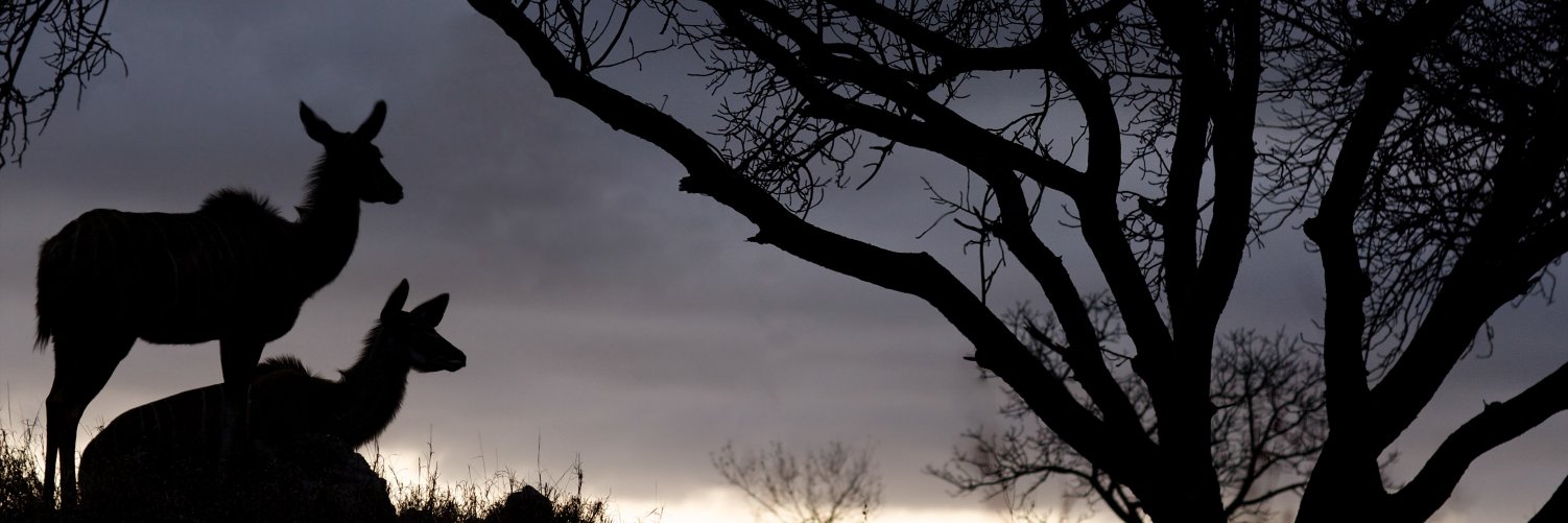 Adrian Steirn banner