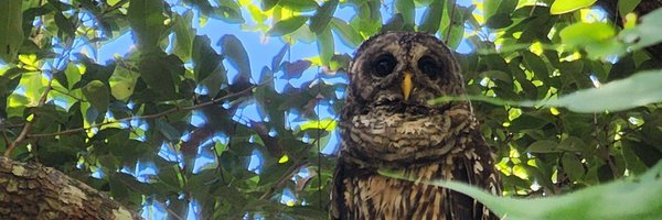 c_althaea Profile Banner