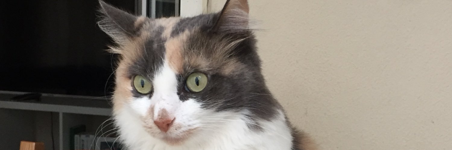 nihalatasoy's profile banner image