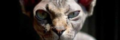 SoyamFrederic's profile banner image
