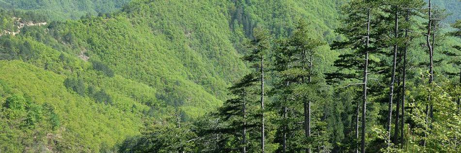 LIFE_ForestLife's profile banner image
