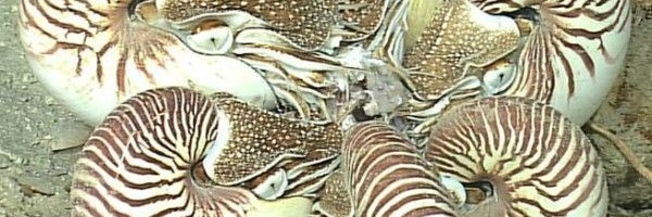 alvguermar's profile banner image