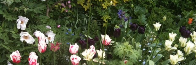 Claire Armitstead banner