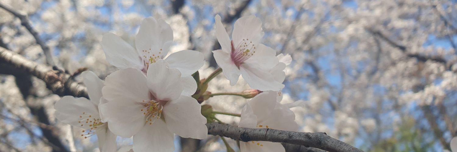 엔코돌리😷🕯 banner