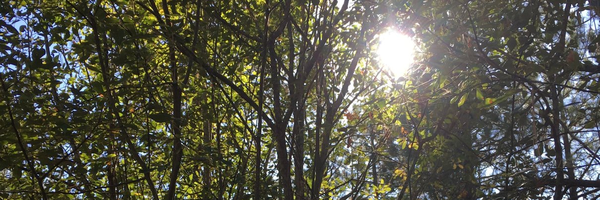 pawsandpens's profile banner image