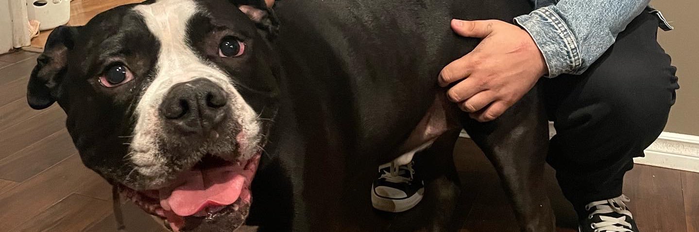 frankie. banner