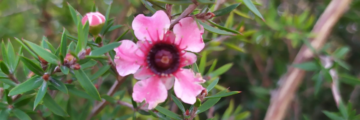 GardenMag_GR's profile banner image