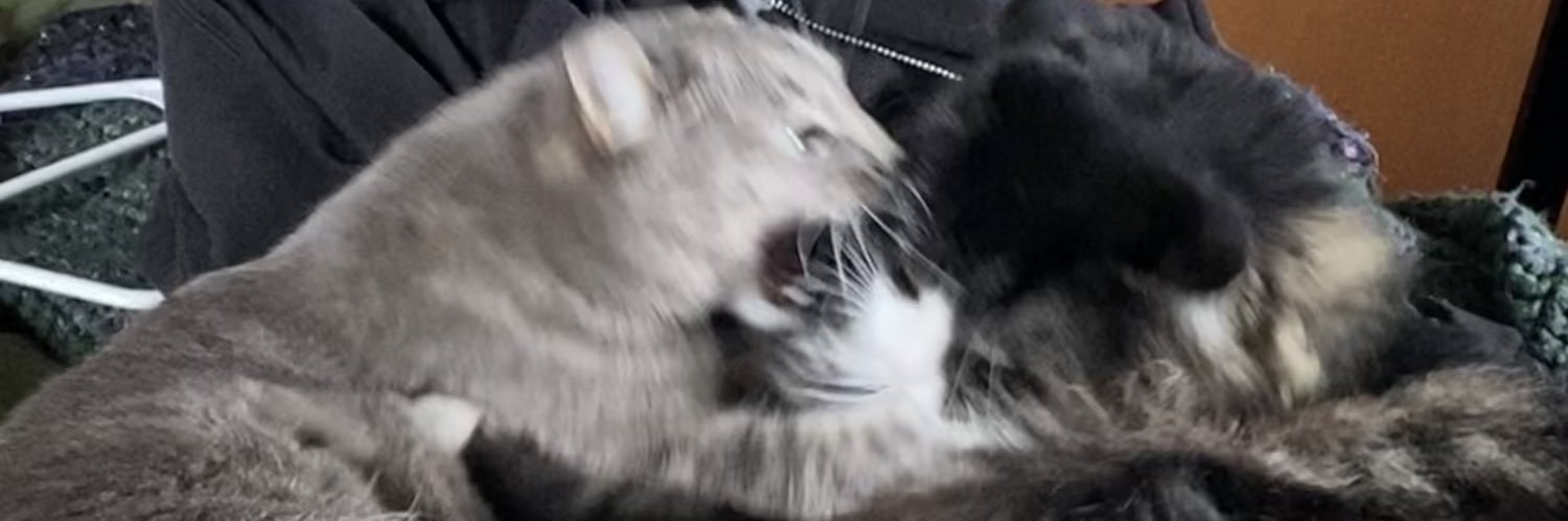 vampirenovellas's profile banner image
