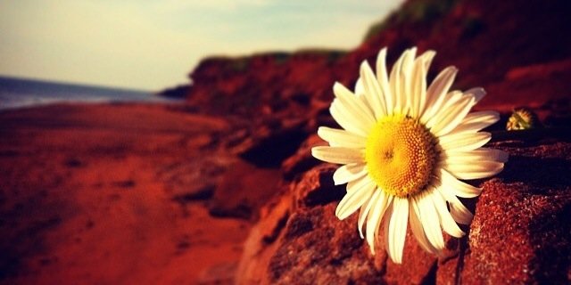 osheake's profile banner image