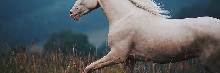 Kedisirius's profile banner image
