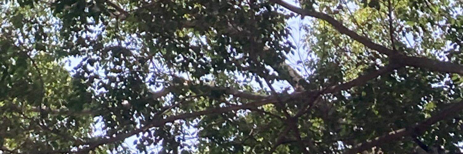 CarlosELucio's profile banner image
