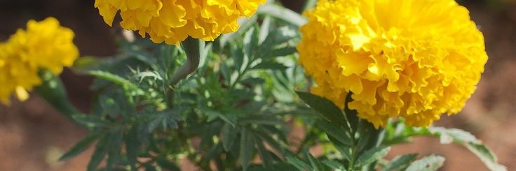 sitsar09's profile banner image