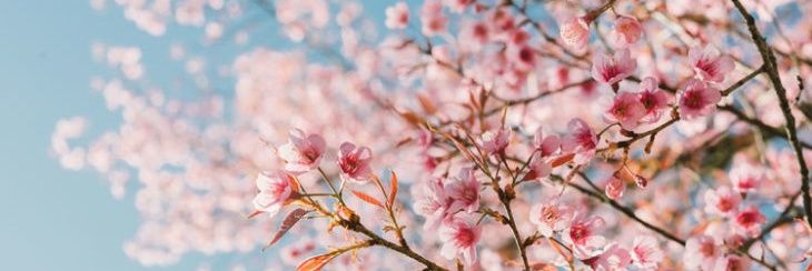 SakuraMeowdin's profile banner image