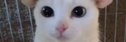serkava8's profile banner image